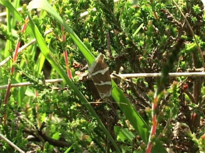 Silberstricheulchen ( Deltote bankiana ) : Niederkrüchten, Elmpter Schwalmbruch, 24.06.2006